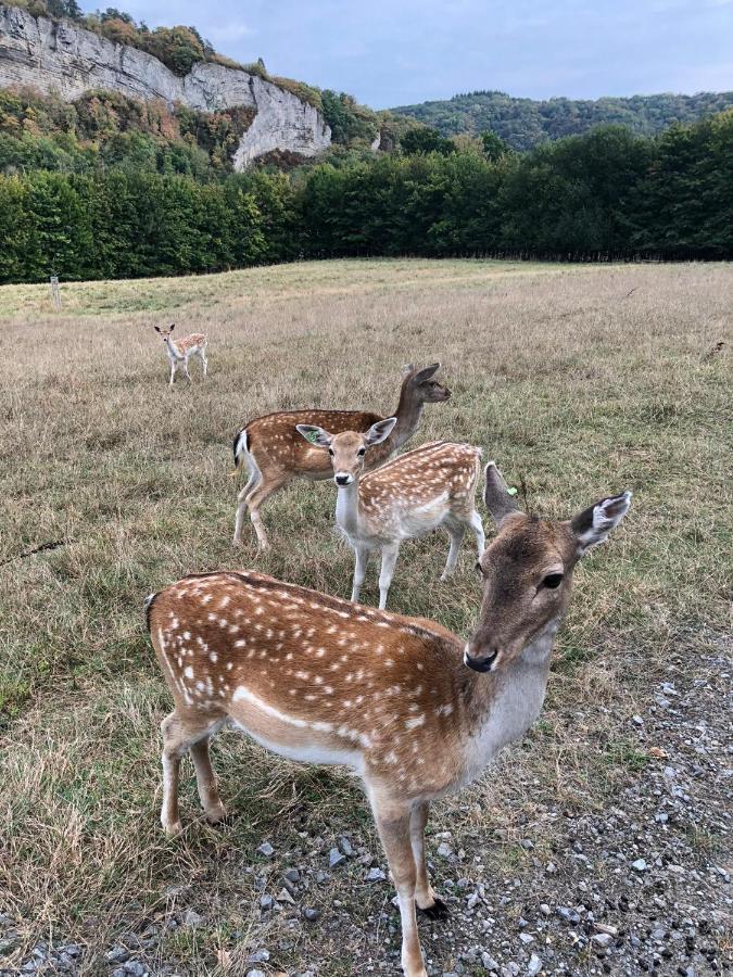 Le Val des Cerfs - Het Hertendal Hastiere-par-dela Buitenkant foto