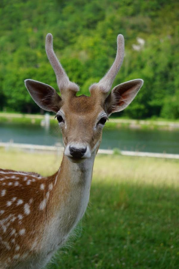 Le Val des Cerfs - Het Hertendal Hastiere-par-dela Buitenkant foto